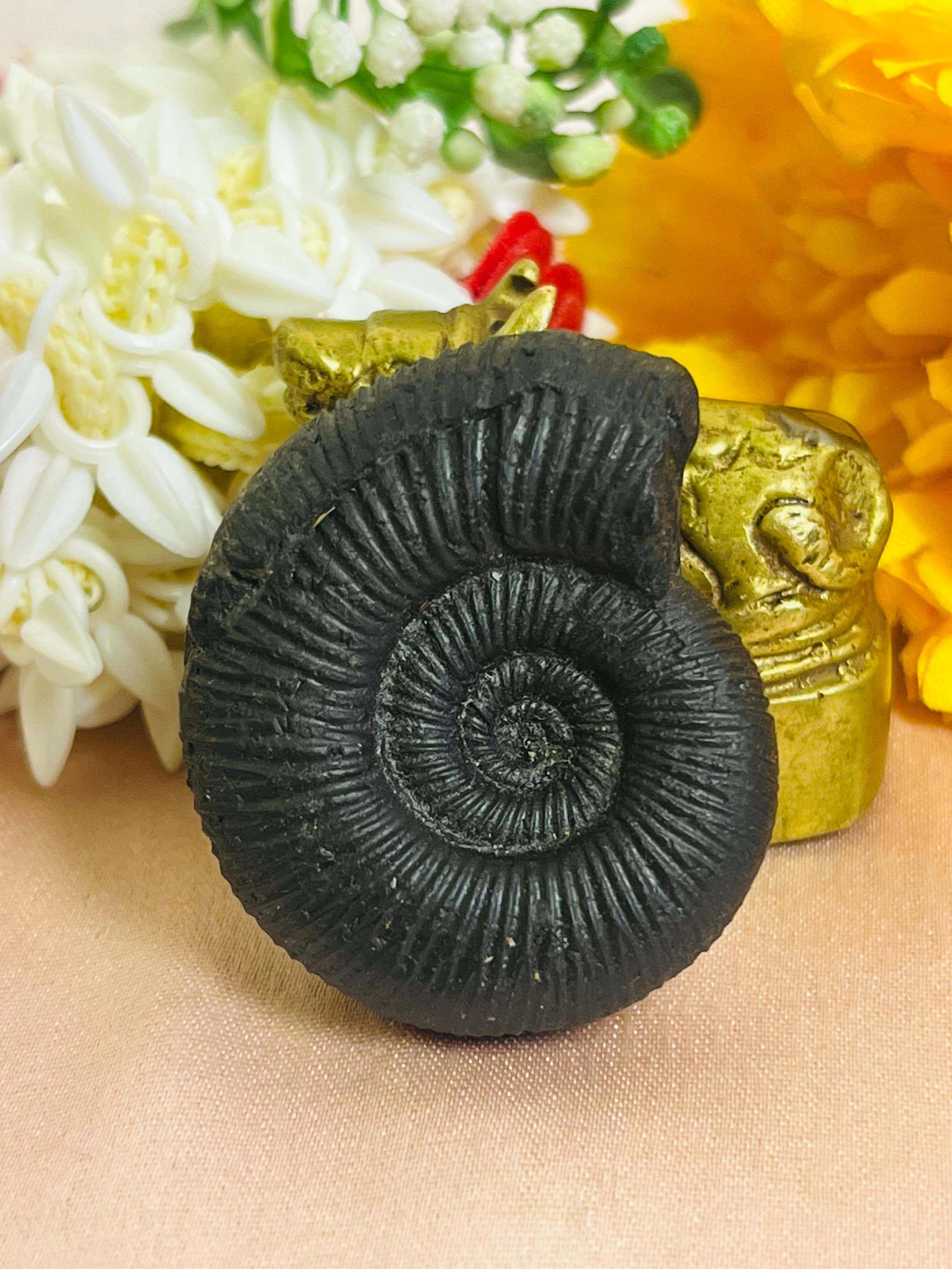 Shelligram Sea Shell Sudarshan Shaligram | Gemshakti
